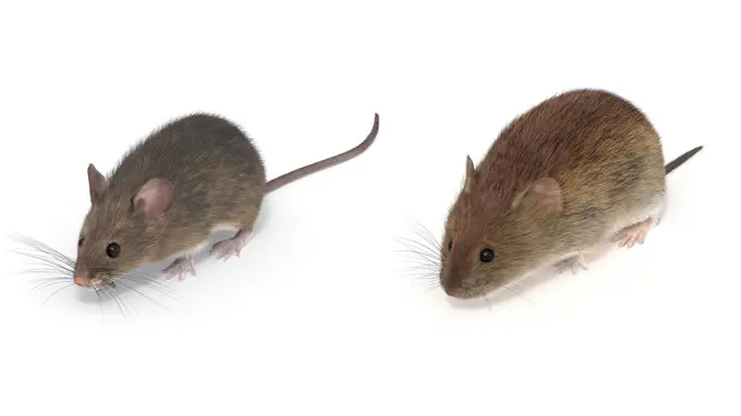 Två olika möss bredvid varandra mot vit bakgrund. Illustrationer