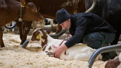 Veterinär med kalv