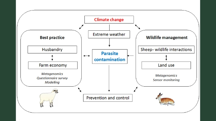 Illustration of how changing climate and parasitic infections are linked.
