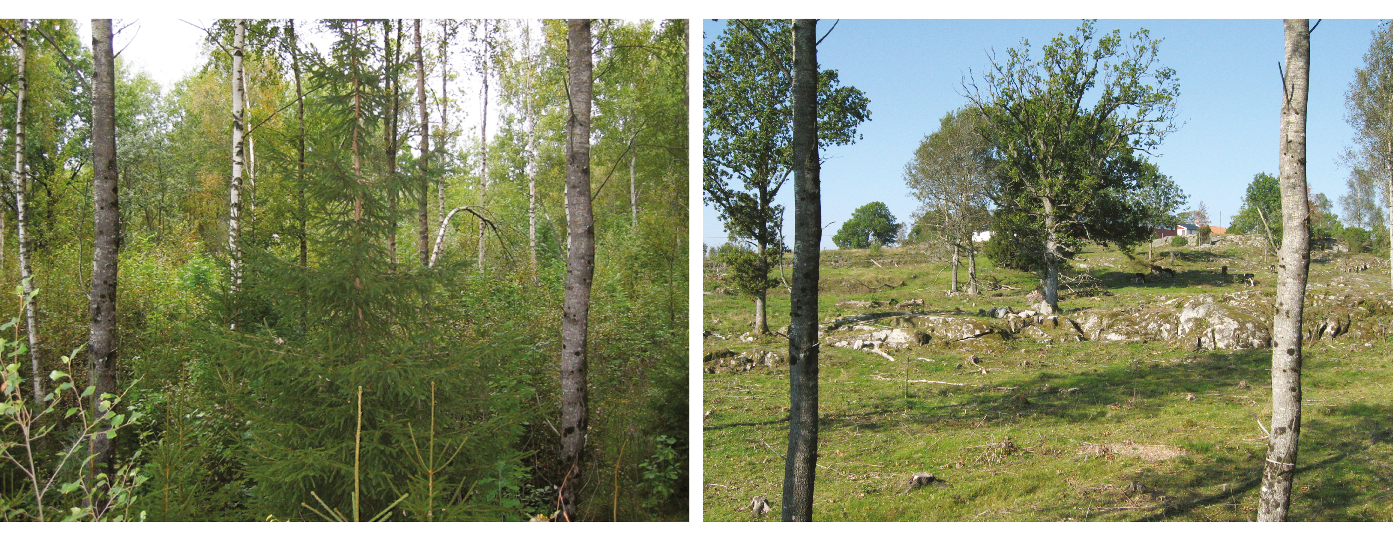 Röjning och restaurering vid Frändö, Färgelanda. Bild till vänster före restaurering, till höger efter tre år av restaurering. Foto: Lars Johansson