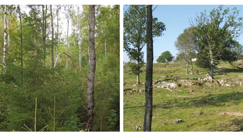 Röjning och restaurering vid Frändö, Färgelanda. Bild till vänster före restaurering, till höger efter tre år av restaurering. Foto: Lars Johansson