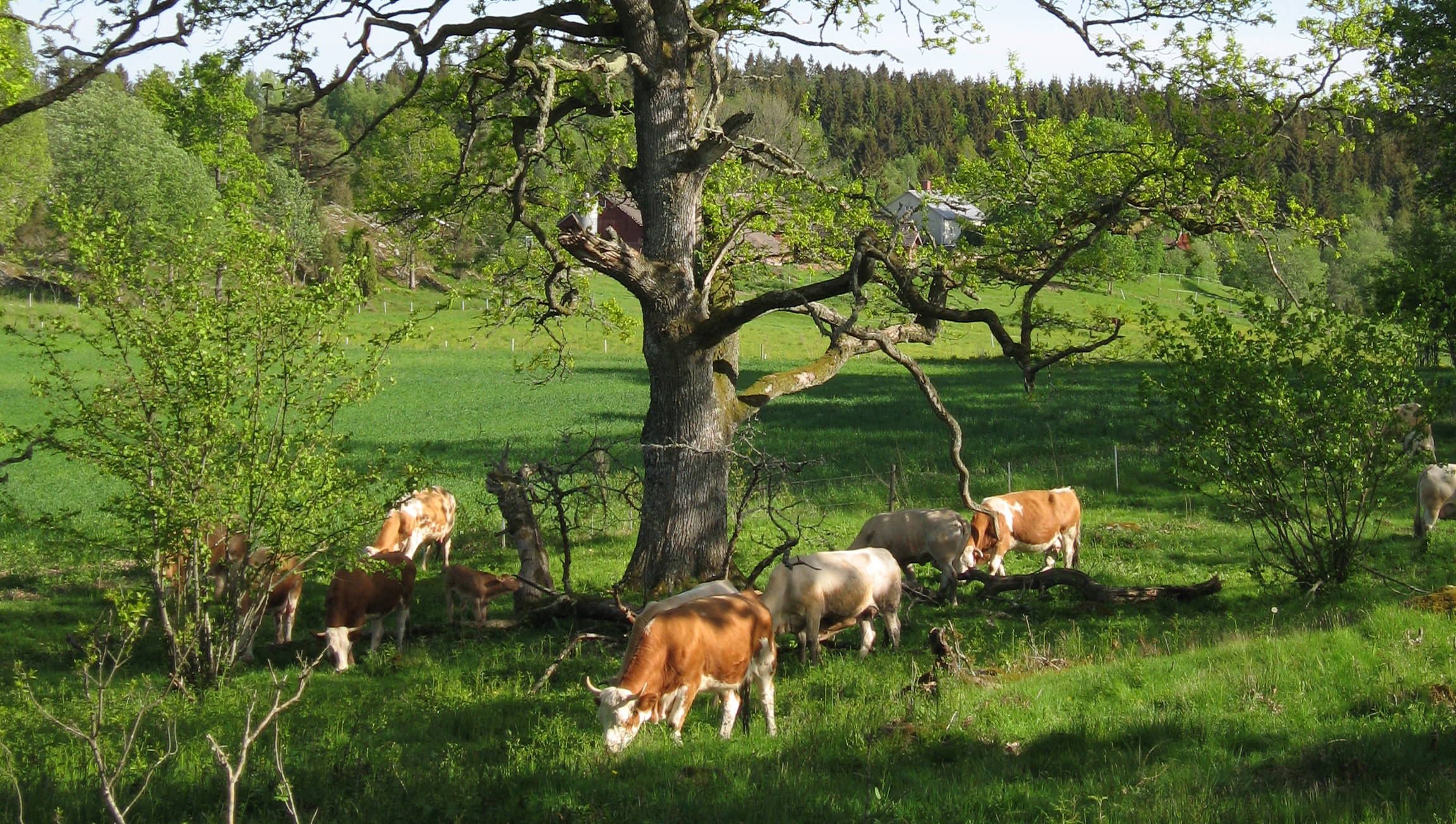 Marker från Hällan i Dalsland som utvecklats med hjälp av Naturbruksdialoger. Foto: Lars Johansson