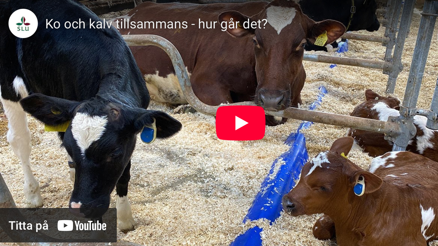 Youtube clip with a cow lying in a stall with two calves.