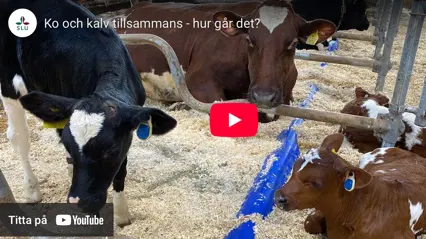 Youtube clip with a cow lying in a stall with two calves.