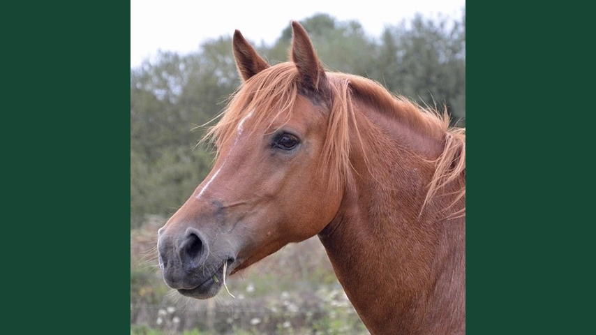 Foto av en fuxfärgad häst som står utomhus i en gräshage med dova färger.