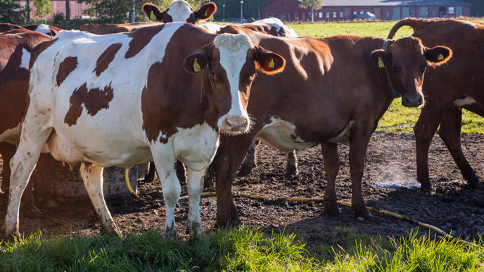 Close-up of two white brown cows that are in front of a group of cows, standing on muddy ground in a field.