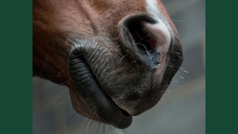 Närbild på en brun hästmule i stallmiljö.
