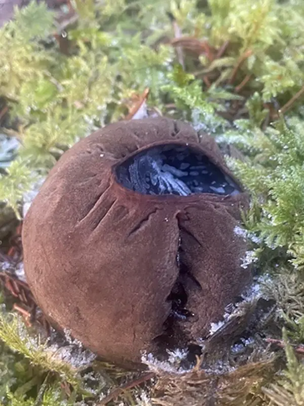 Brun klump i grön mossa. Foto