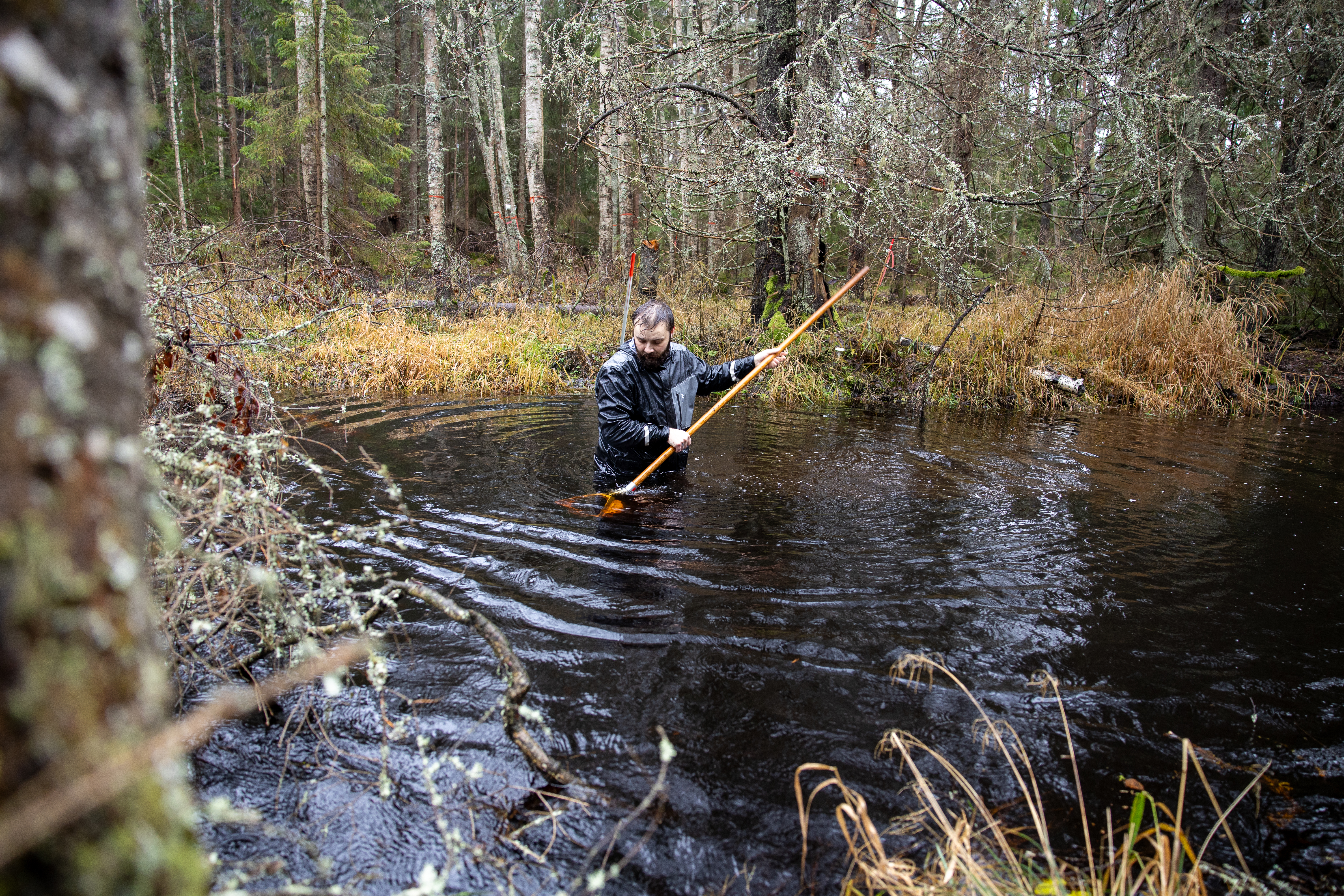 Researcher collecting samples with a net in a forest stream.