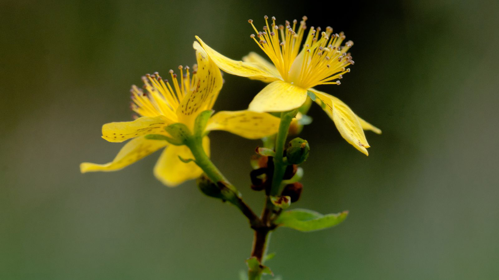 Gul blomma