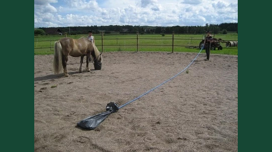 Foto av en människa som drar en svartsäck på lina mot en häst, båda utomhus på en ridbana.