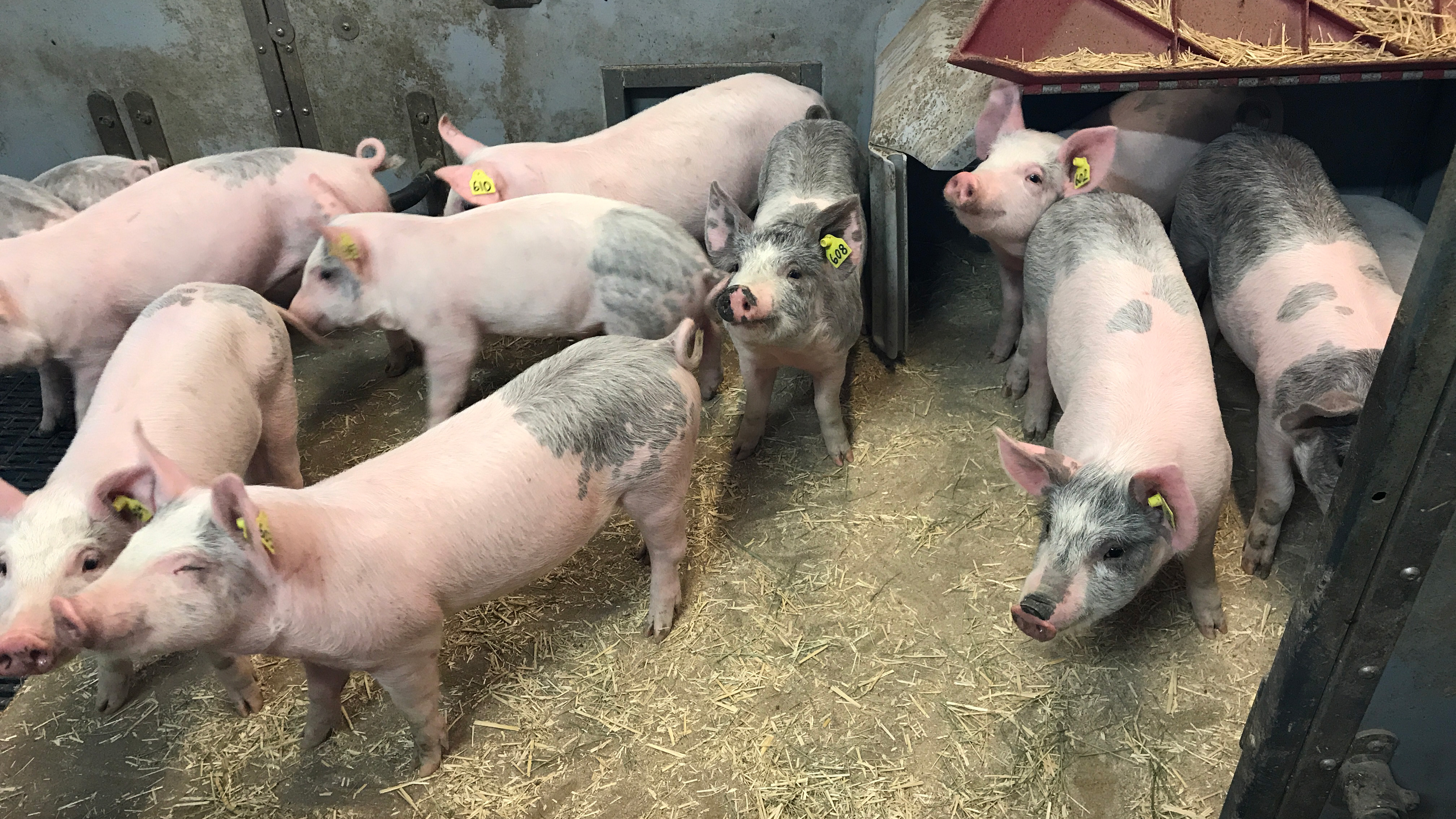 A group of piglets in a pen. 
