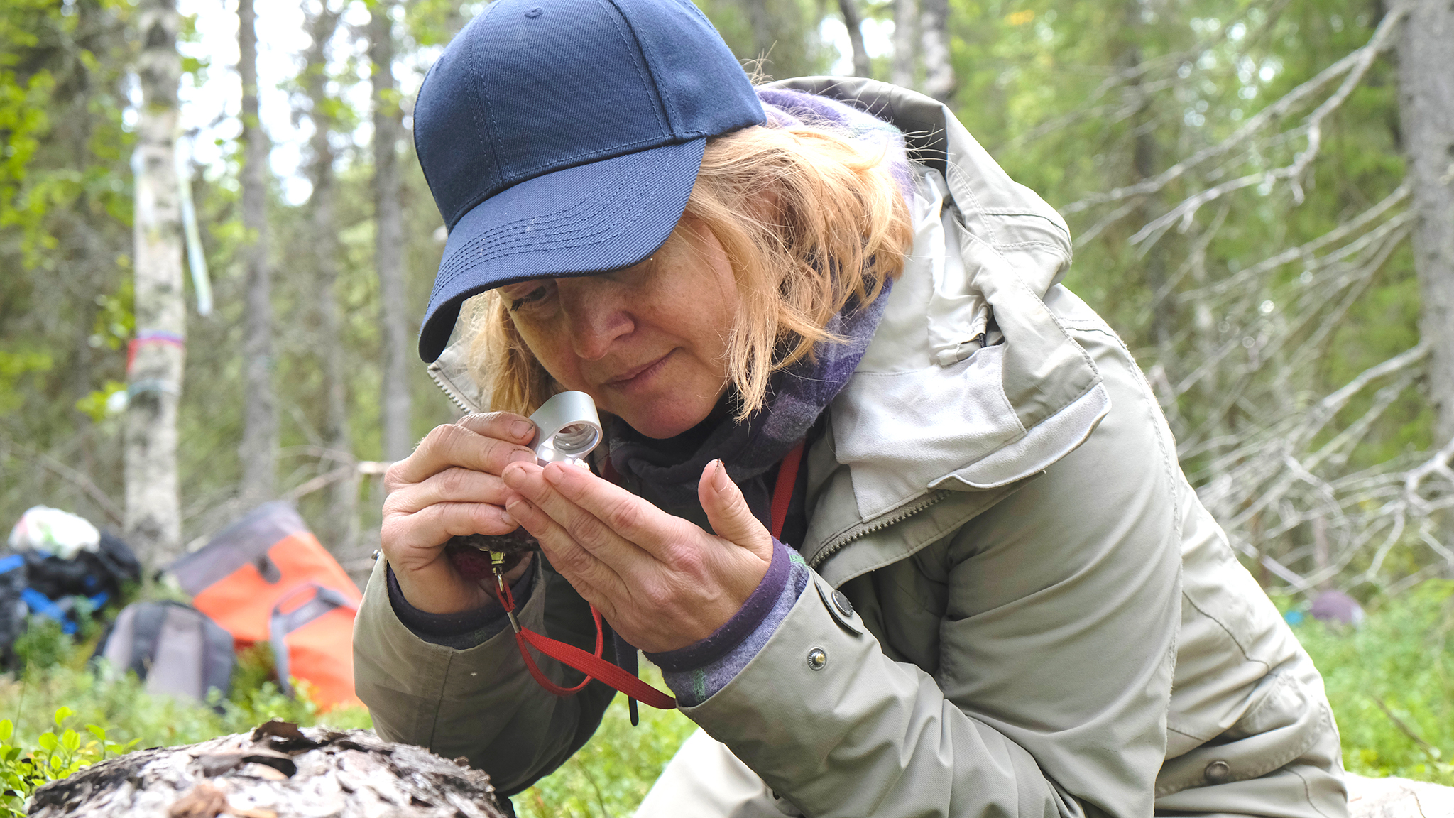Sarkanenä är en ekologisk kompensation dit hotade arter har flyttats när ett sandmagasin behövt bygga ut. Mari Jönsson följer de sällsynta arternas liv på den nya platsen utanför Gällivare. Bild: Daniel Stjärna, SLU.
