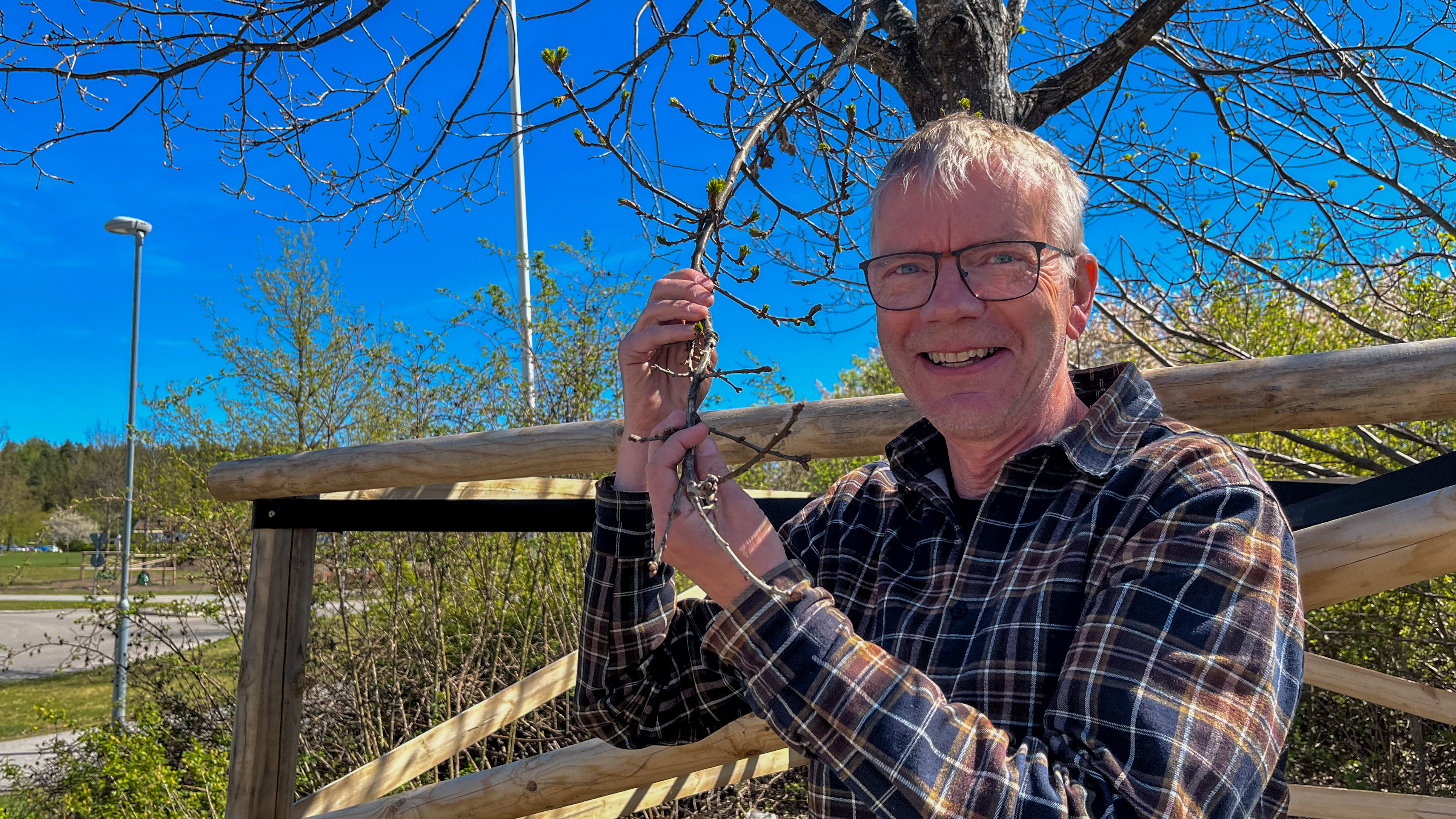 Petter håller fram en knoppande ekgren.