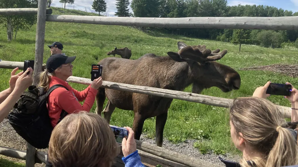 människor fotograferar en älg
