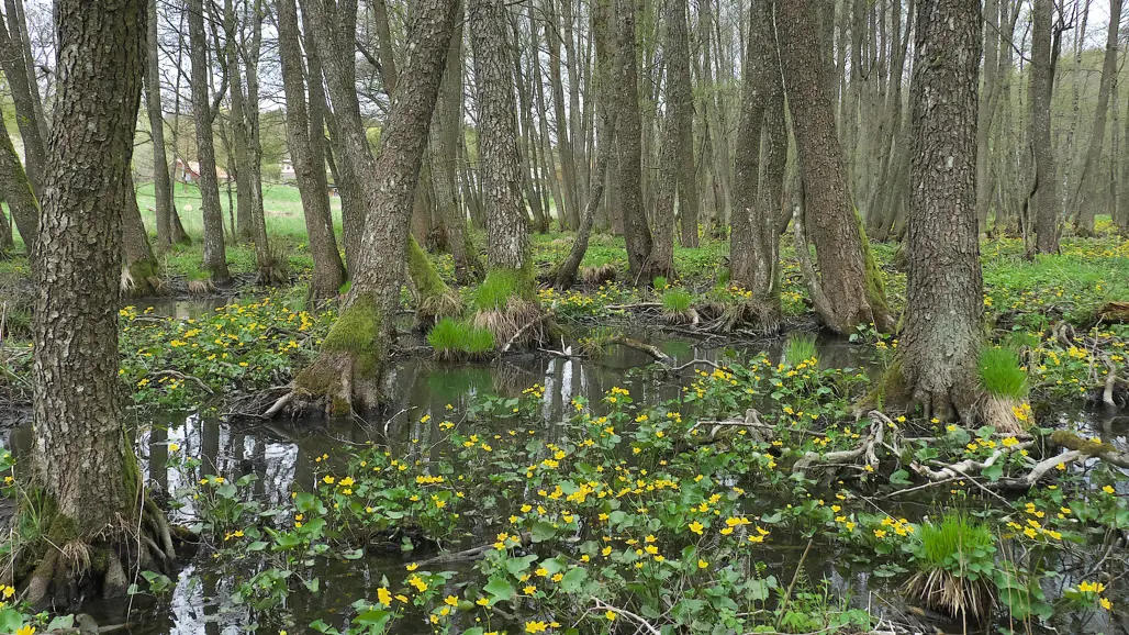 Gula blommor och träd i grumligt vatten. Foto