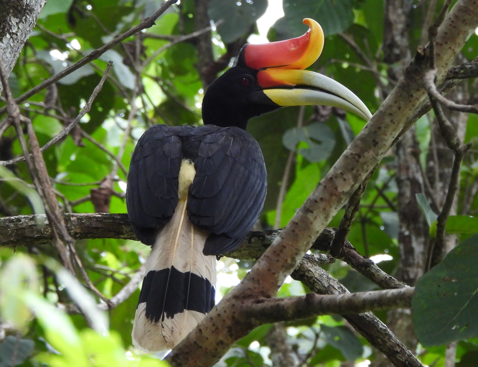 hornbill in a tree