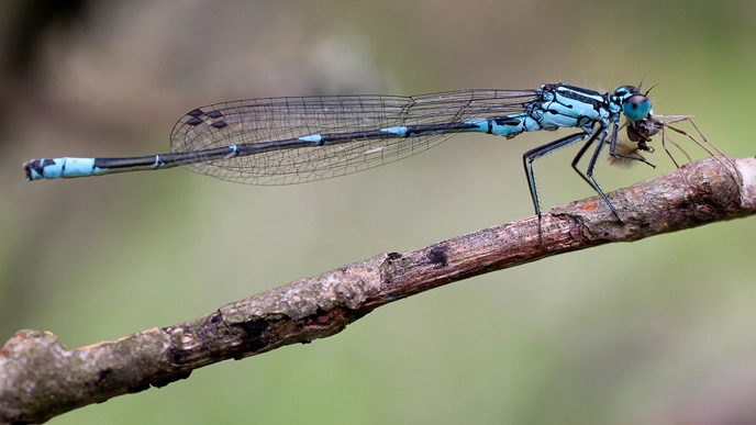 Dragonfly