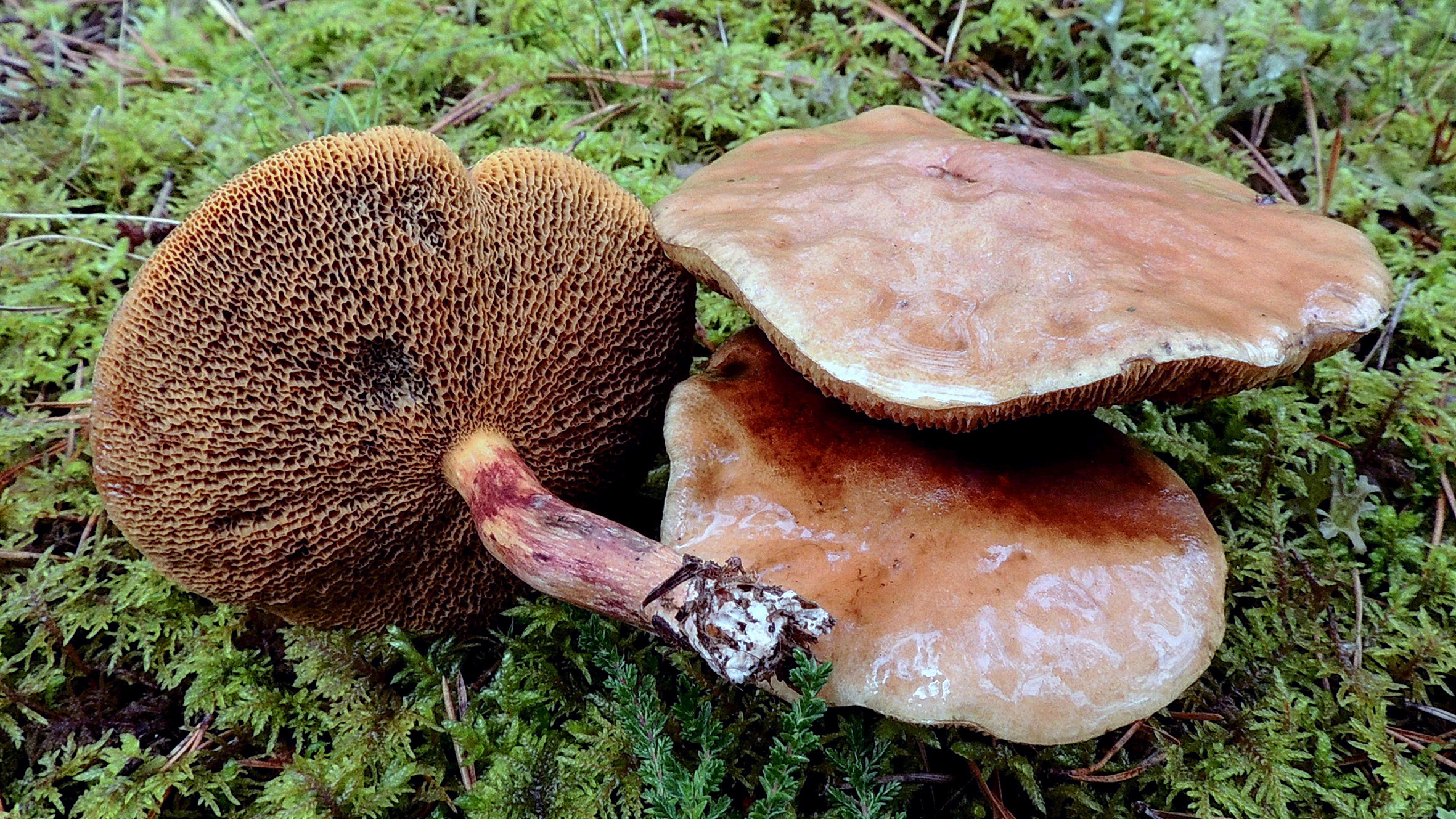 Tre fruktkroppar av en brun svamp. Hattens ovansida är slät och något ojämn, medan undersidan är texturerad. Foto