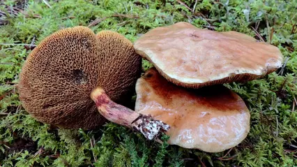 Tre fruktkroppar av en brun svamp. Hattens ovansida är slät och något ojämn, medan undersidan är texturerad. Foto