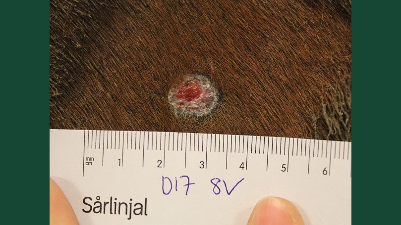 Foto av ett mindre sår på en hästkropp som mäts med en linjal.