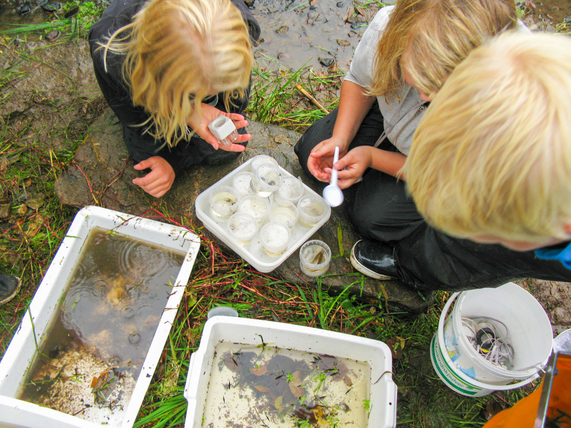 Tre barn sitter och tittar i burkar på vad de fångat för kryp i vattnet.