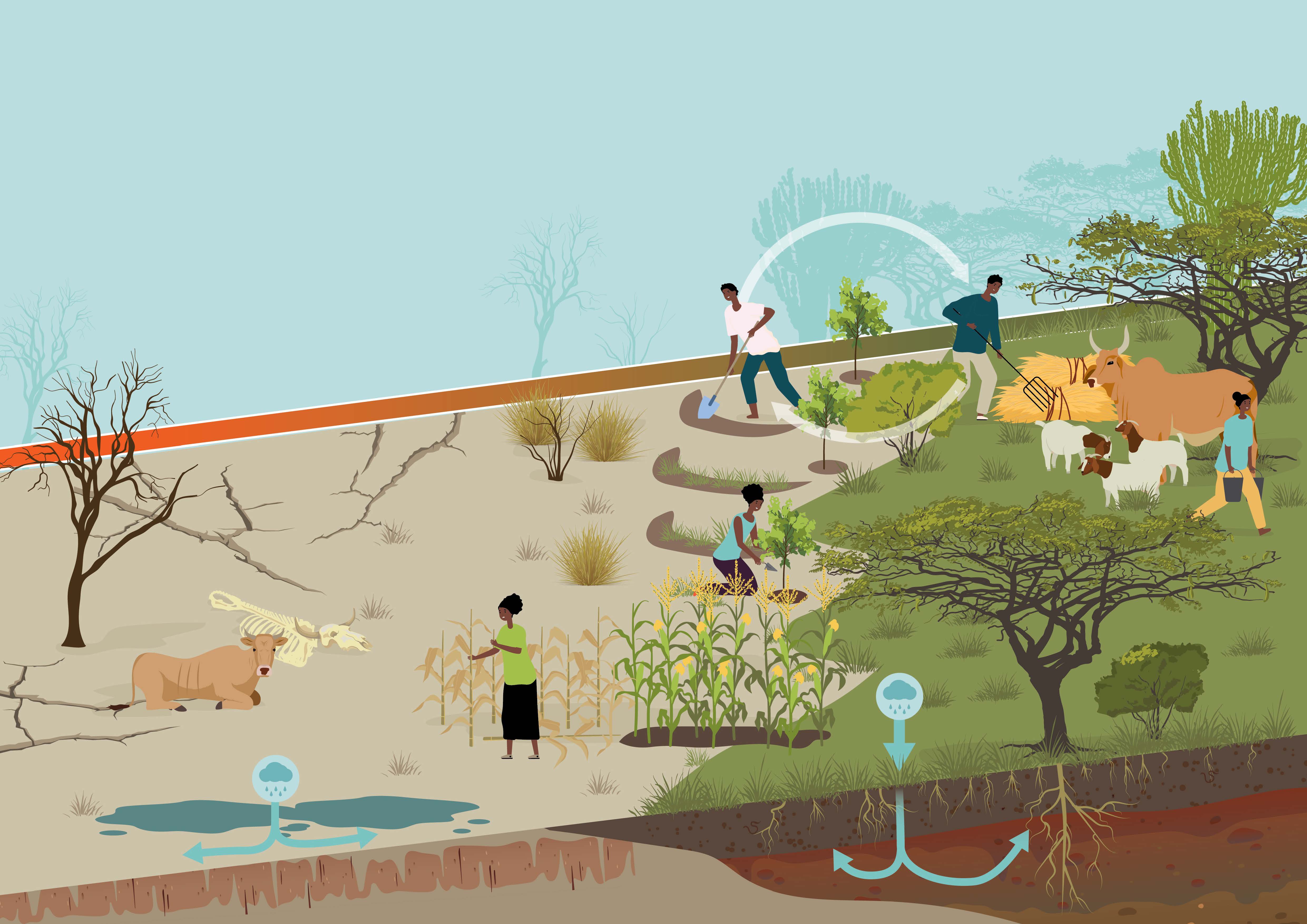 Value of restored rangelands poster, for the Restore4More project.