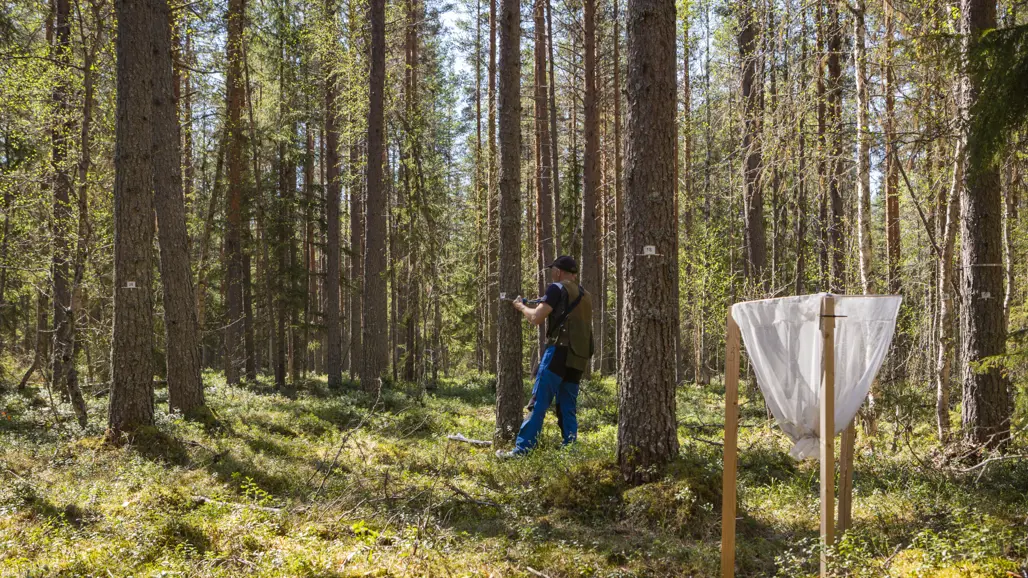 A man is measuring a tree at breast height on an experimental plot in a forest