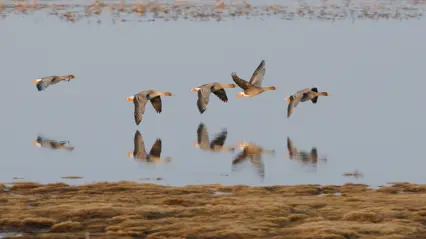 Några sädgäss flyger lågt över en våtmark