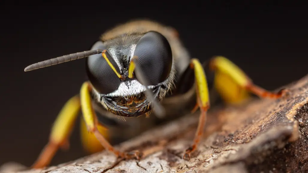 Stekel med svarta ögon och gula ben sedd framifrån på nära håll. Foto