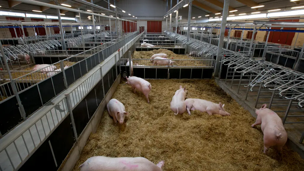 Grisar vid Nationellt forskningscentrum för lantbrukets djur vid SLU i Uppsala-Lövsta. Foto.
