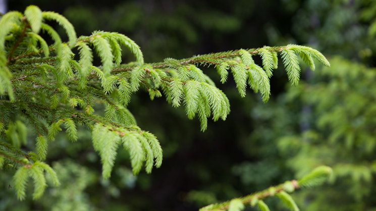 Spruce sprigs.