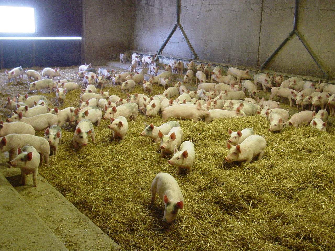 lösdrift smågrisar i halm