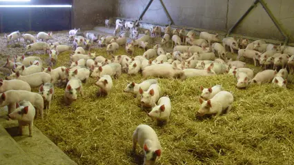loose housing of piglets on straw