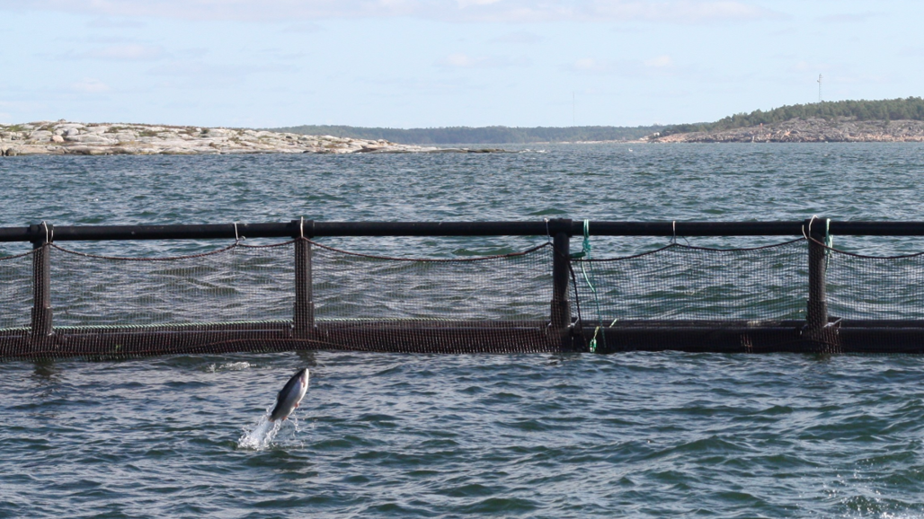Fisk hoppar i kassodling.