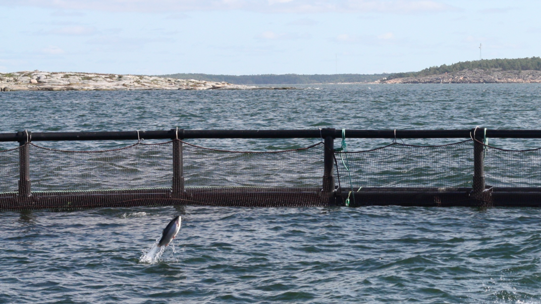 Fisk hoppar i kassodling.