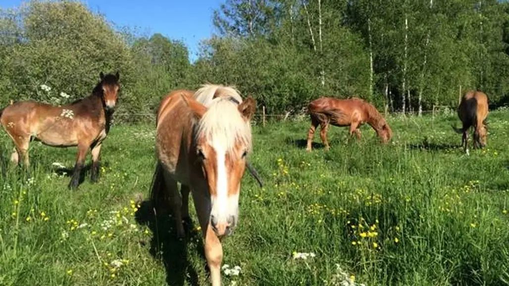 Photo of Gotland ponies walking towards the camera outdoors during the summer.