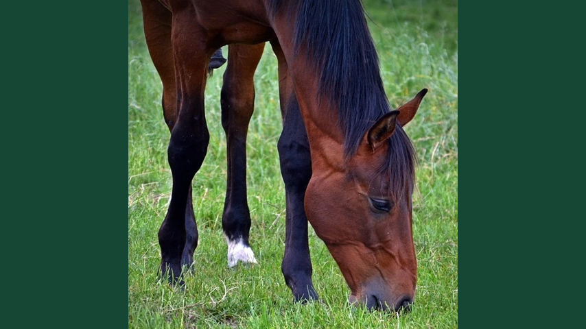 Foto av en brun häst som betar frodigt gräs.