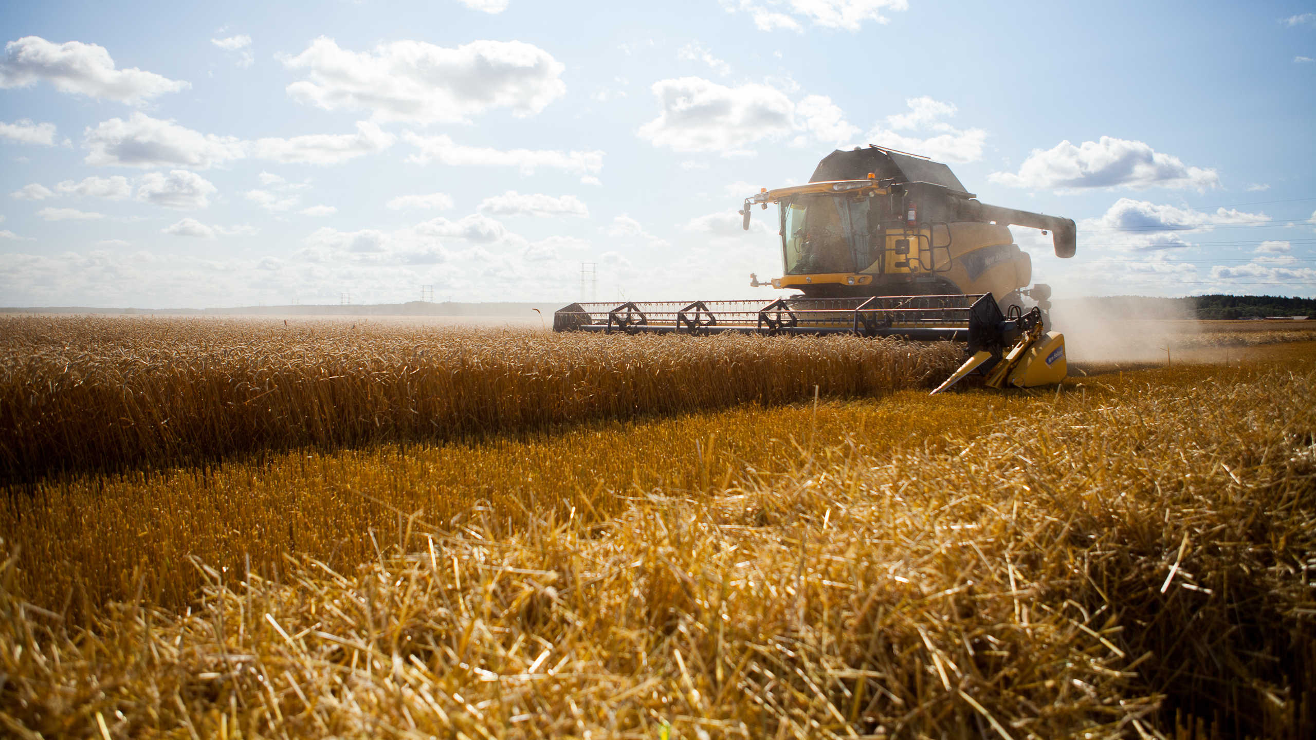 Skördetröska som skördar spannmål, foto.