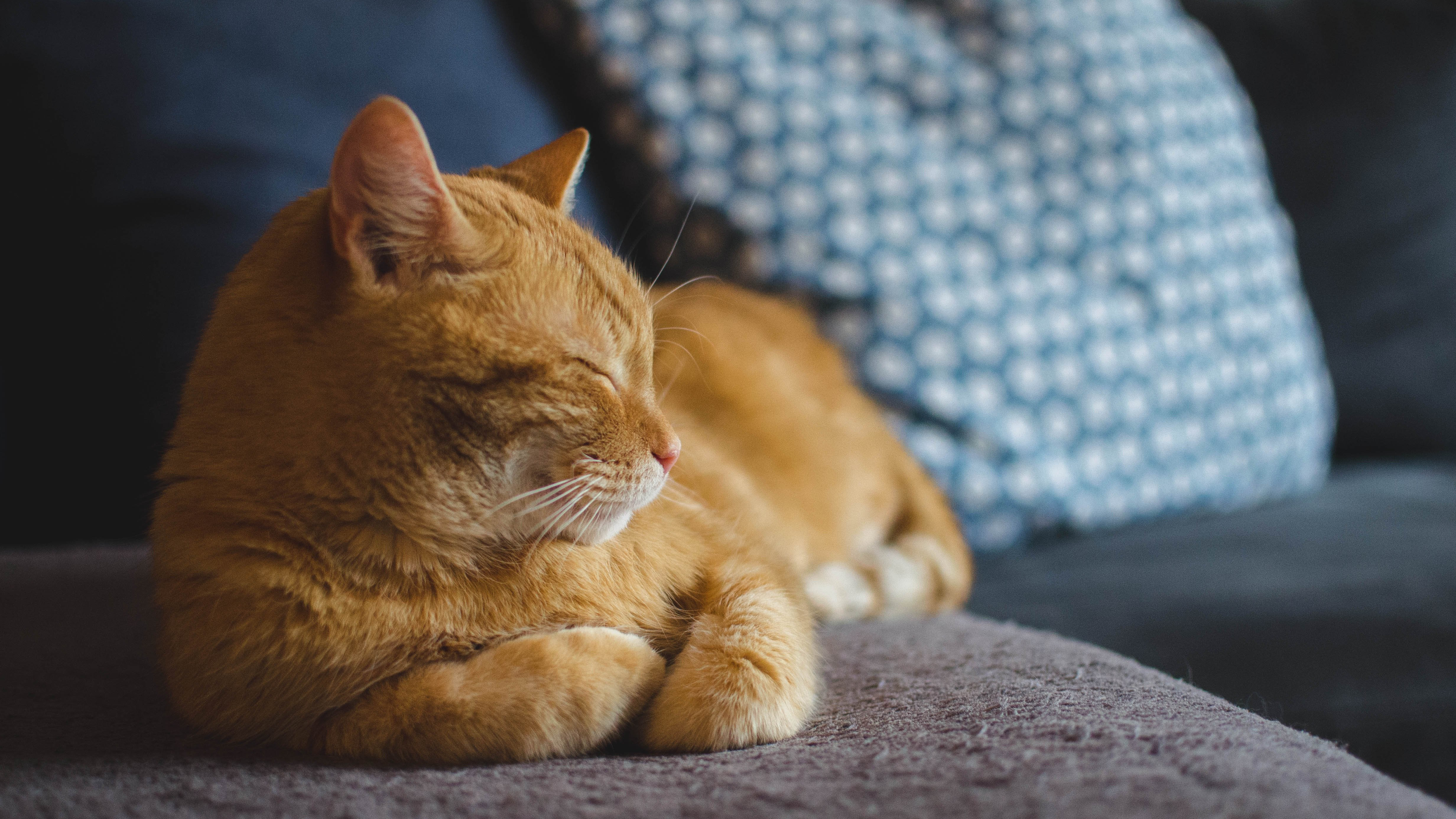 En röd katt ligger på en soffa och blundar. En kudde i bakgrunden.