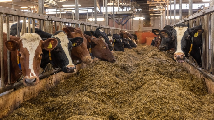 Cows at the Inauguration of new milking systems at SLU Swedish Livestock Research Centre in Uppsala/Lövsta.