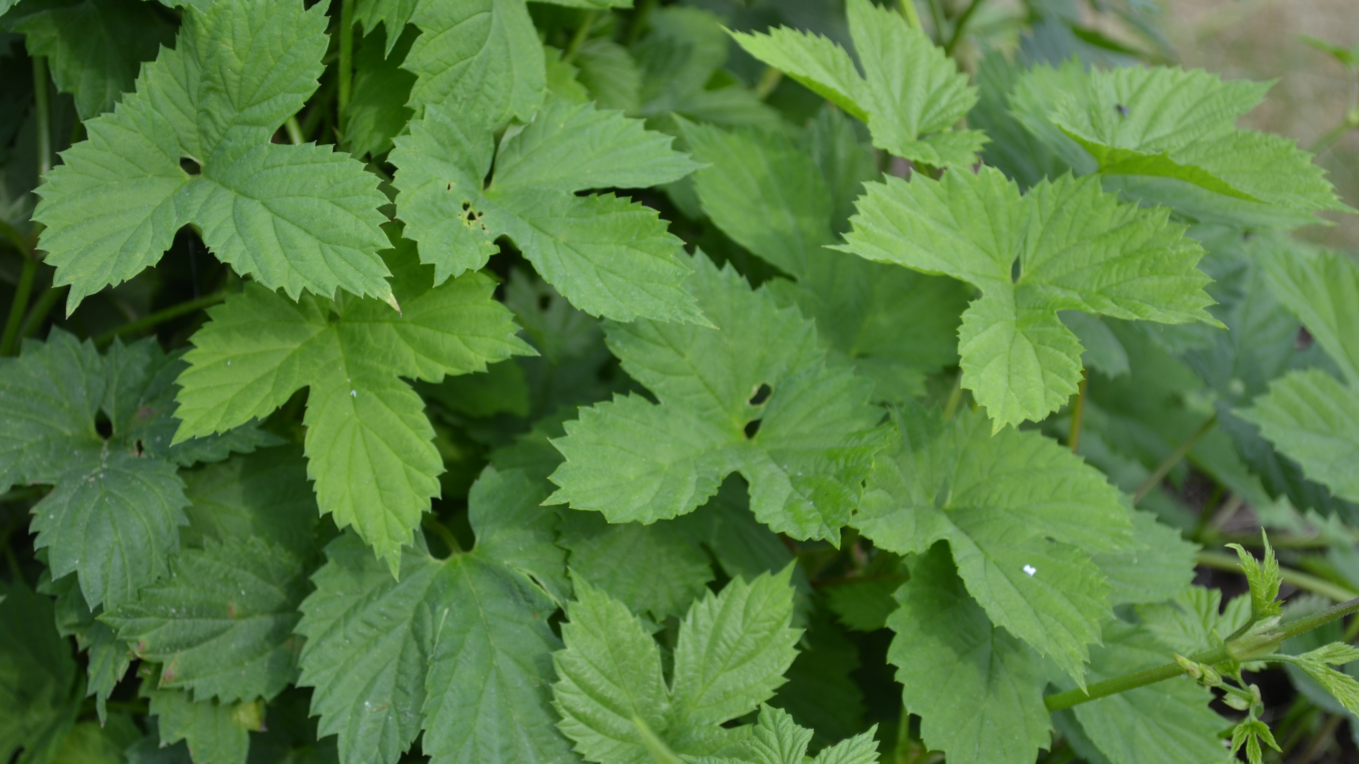 Humleplanta med gröna blad.