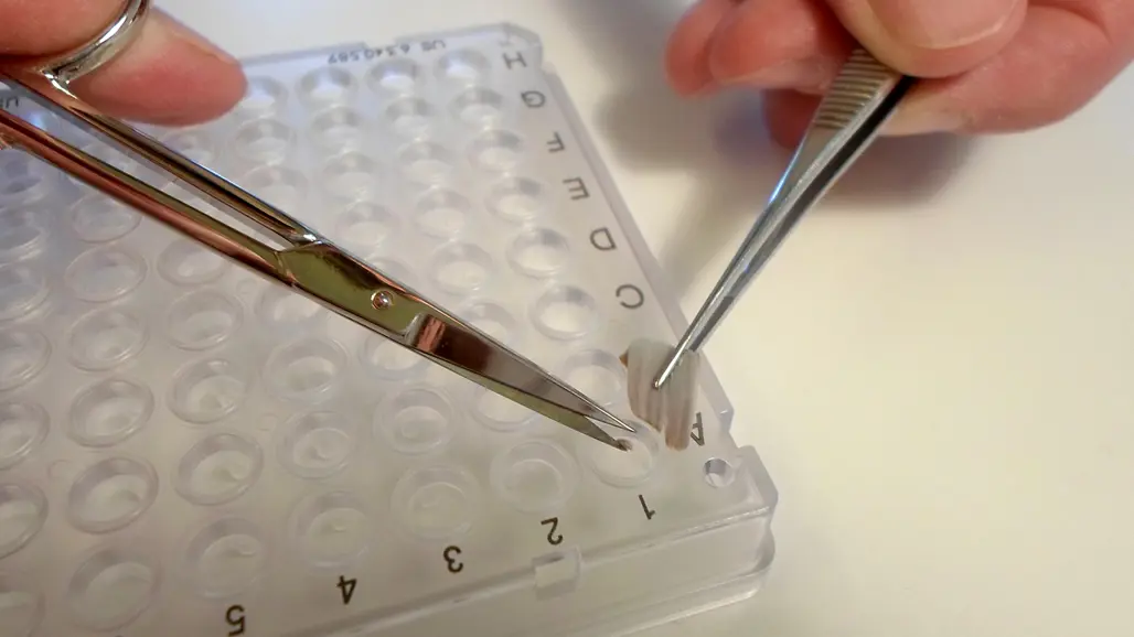 FiskGen's genetic analysis of fish is based on small pieces of tissue (e.g. fins or scales) that are processed to make the DNA available for analysis without degradation