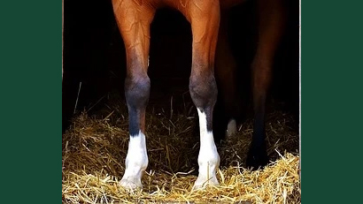 Detaljbild av hästens ben, ståendes i box med halm. 