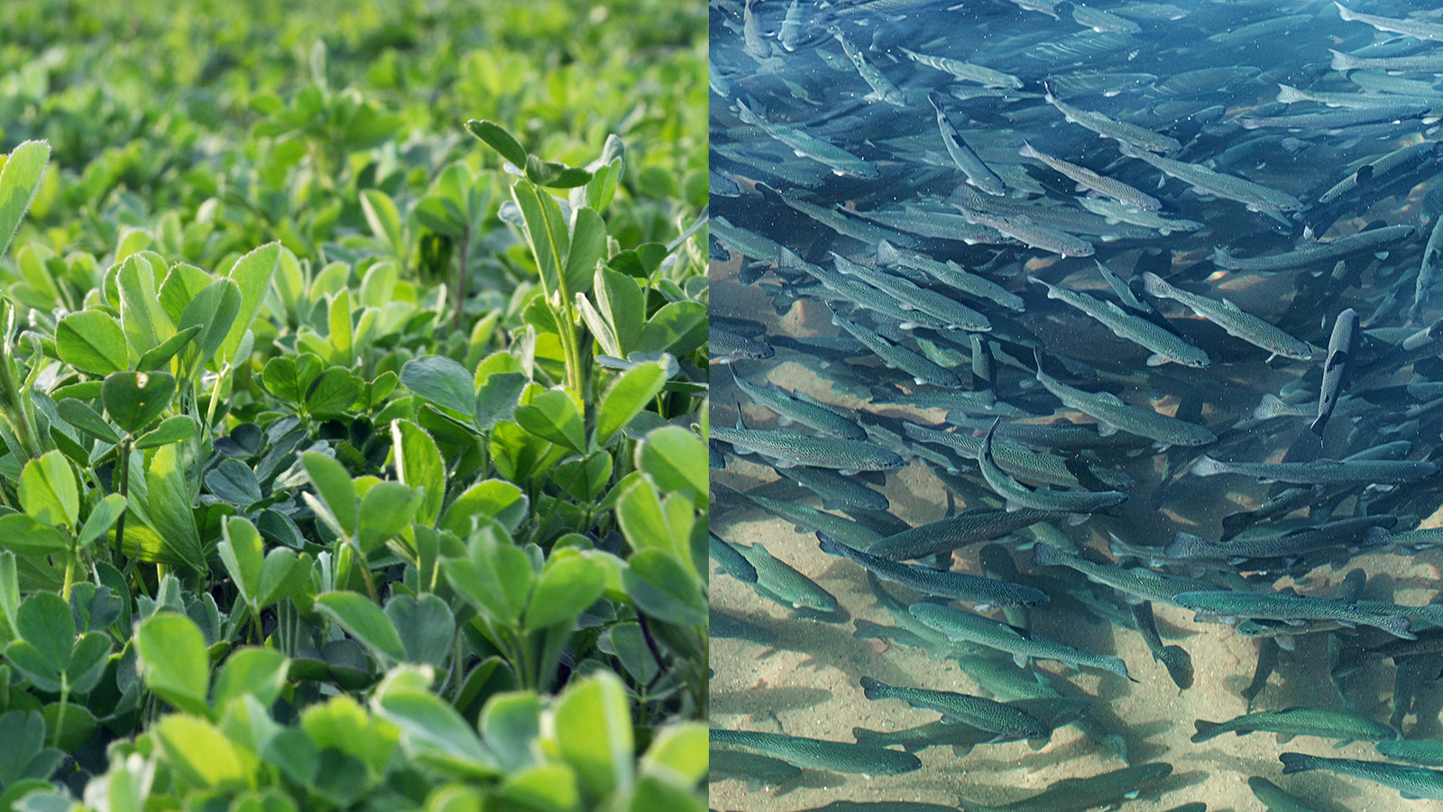 A collage of growing perennial crops on the left and a bunch of fish in a school underwater on the right.
