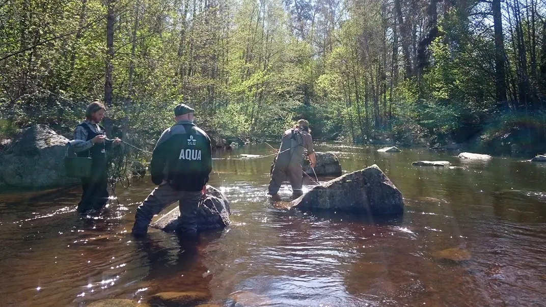 Three people wading in a stream