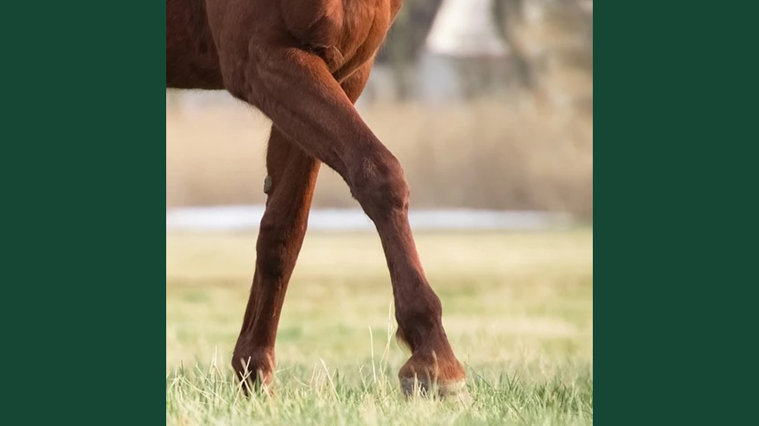 Foto av en frambenen av en häst, gåendes på gräs.