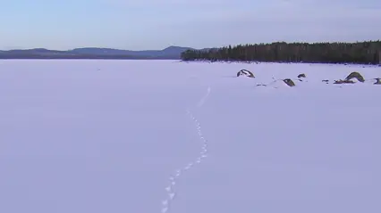 Ett vargspår över snötäckt is