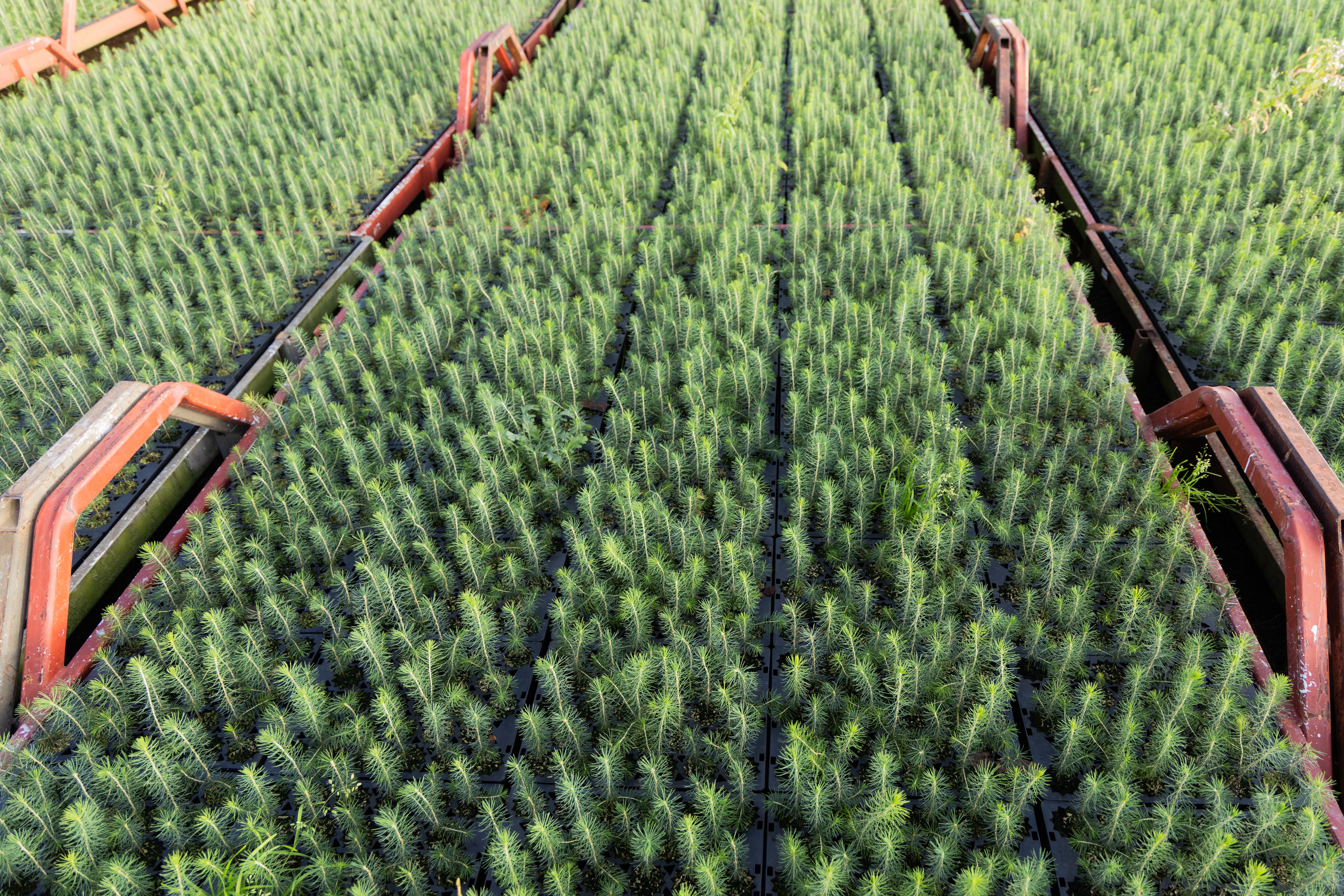 Scots pine seedlings growing in trays at a forest nursery.