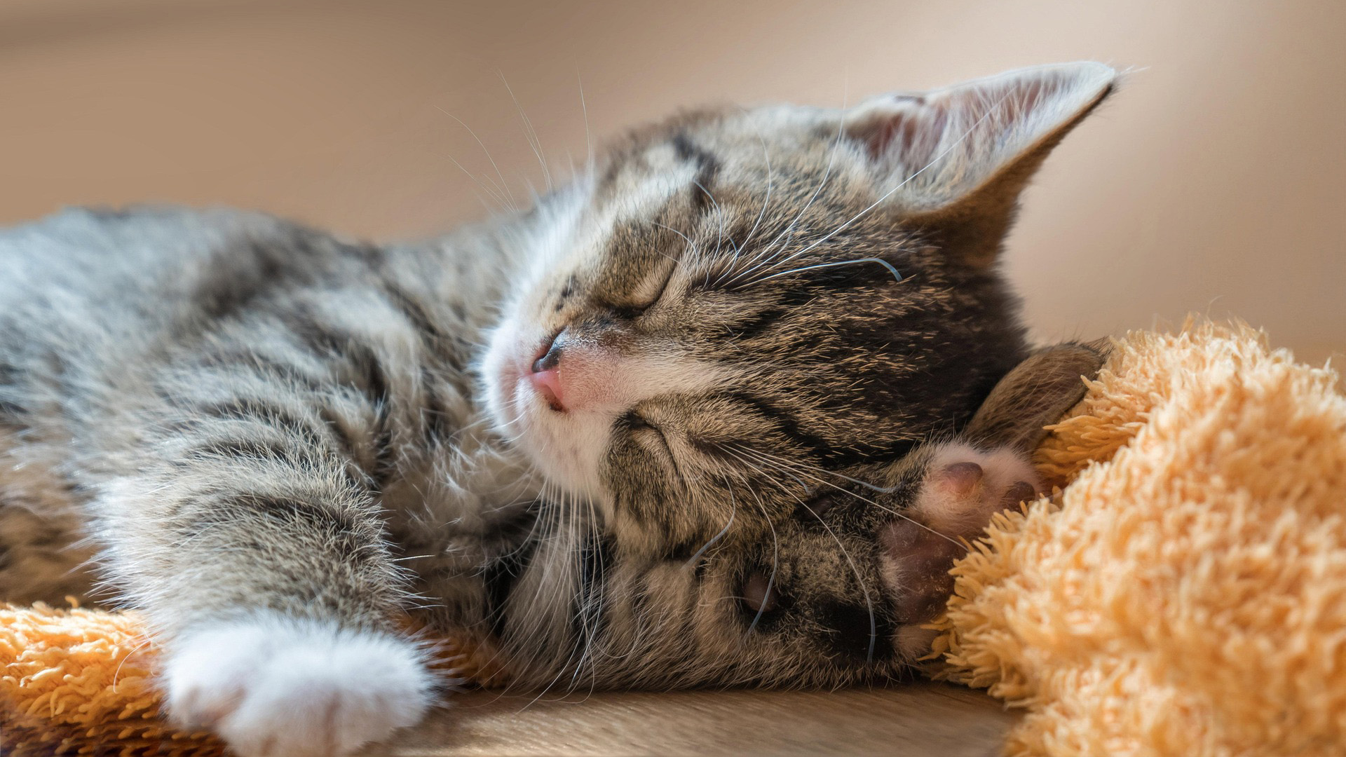 En grårandig kattunge med vita tassar och skär nos ligger på sidan och sover på en gul filt.